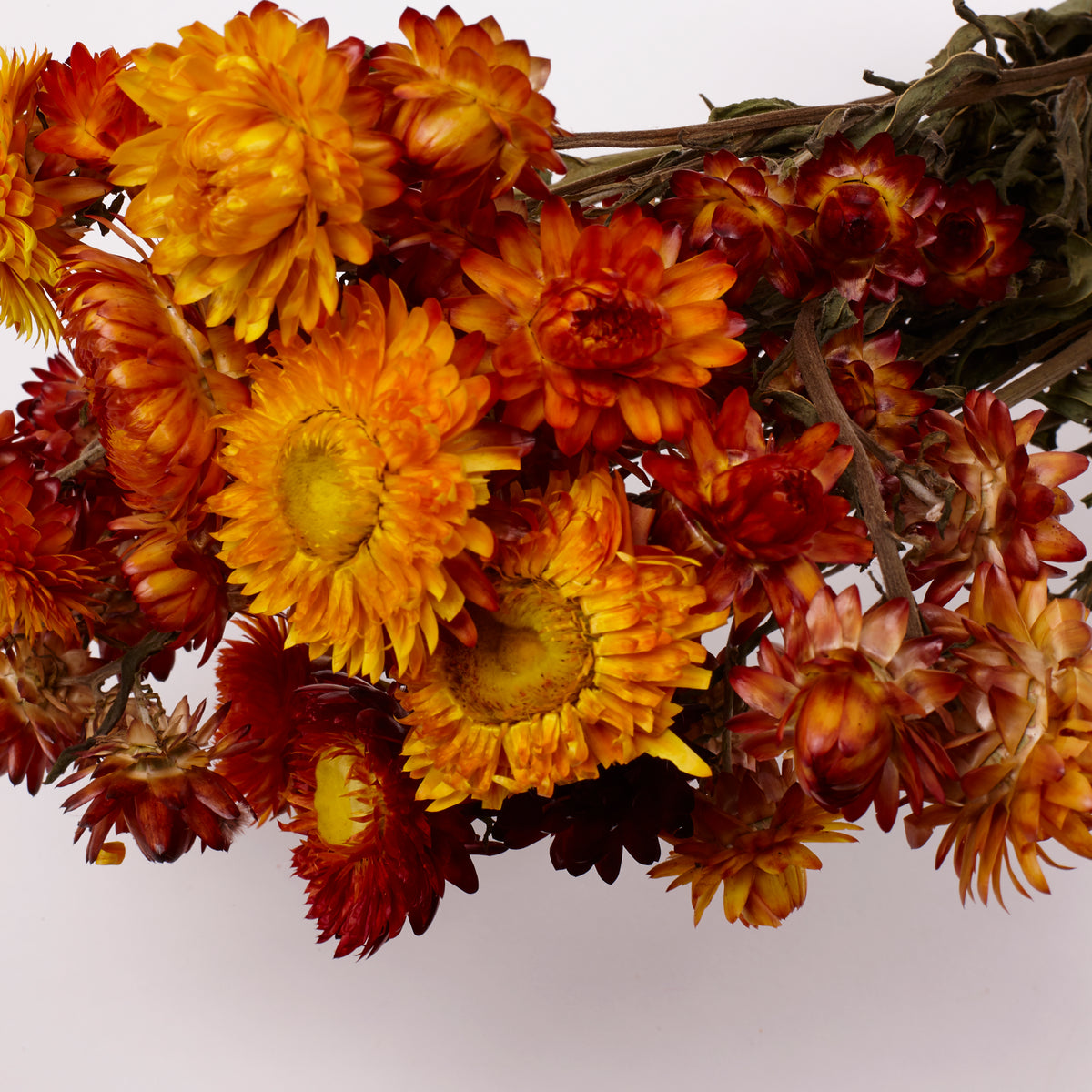 Helichrysum, Dried, Natural Orange, Bunch