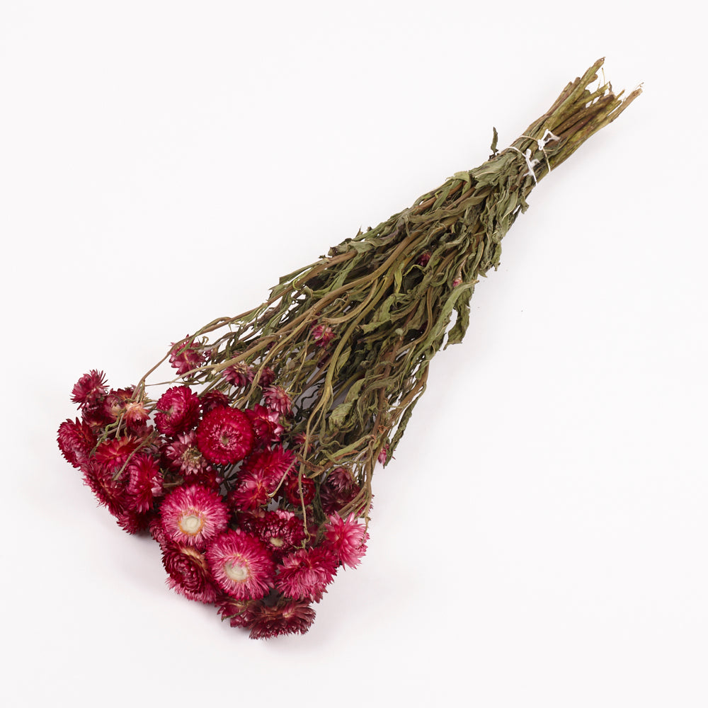 Helichrysum, Dried, Natural Magenta Pink, Bunch