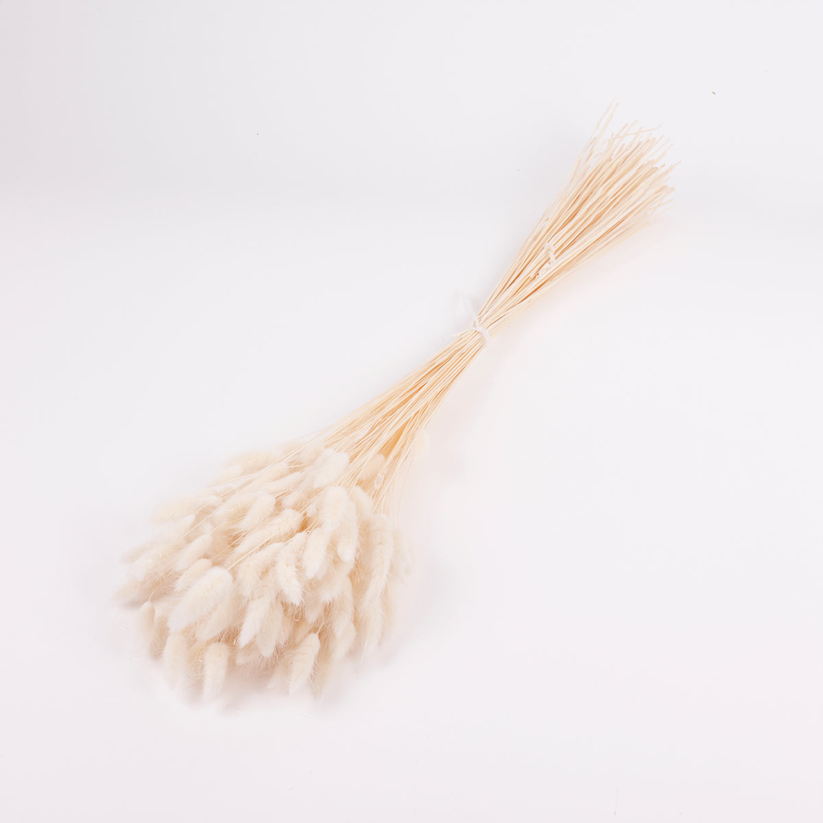 Lagurus ovatus, (Bunny Tails), Dried, Bleached White, Bunch