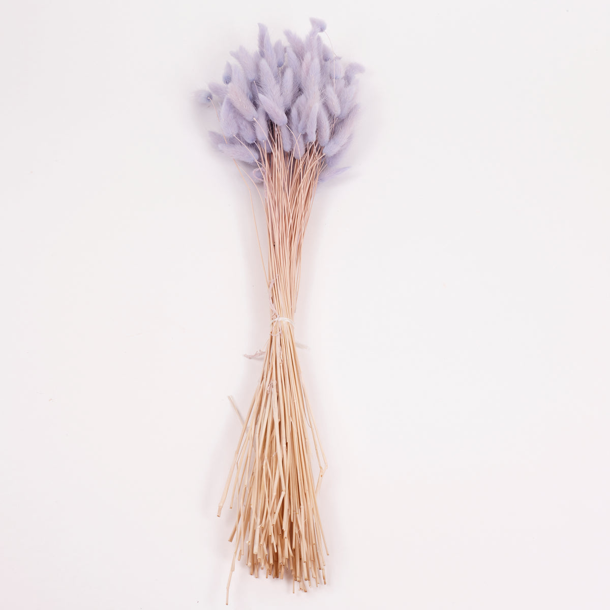 Lagurus ovatus, (Bunny Tails), Dried, Lilac, Bunch