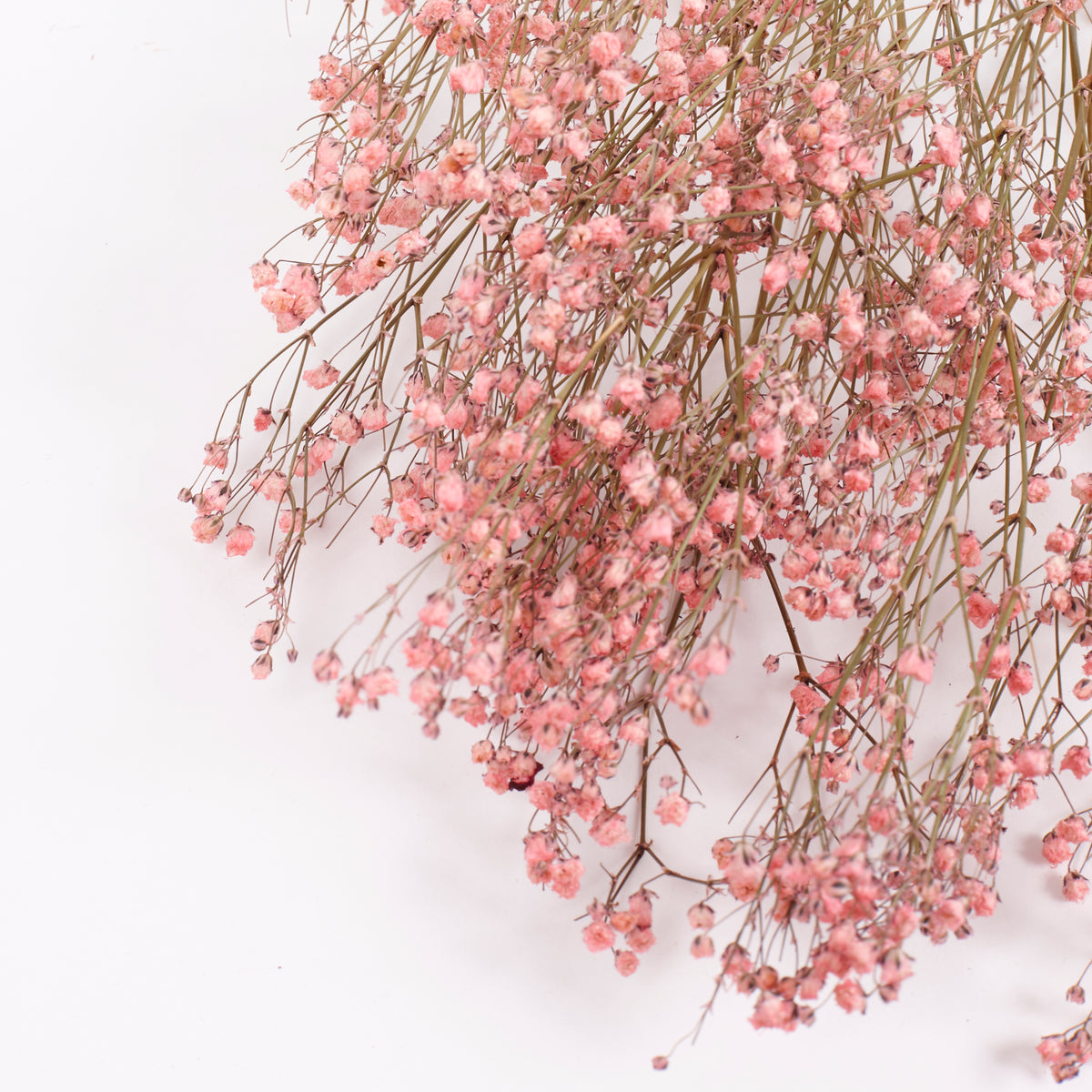 Gypsophila, Dried, Natural Pink, 5 Stem Bunch
