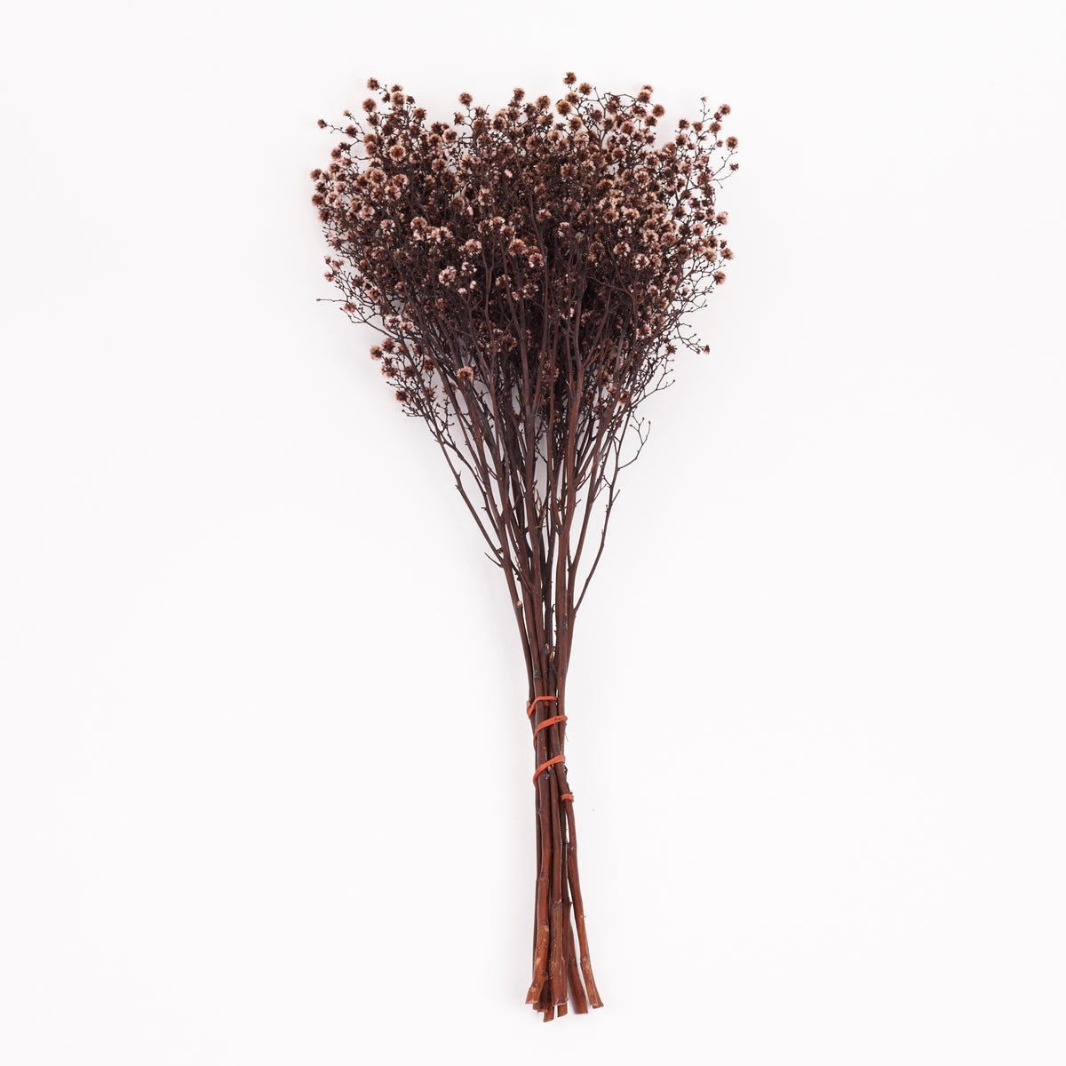 Stirlingia latifolia, Antique Pink, Bunch