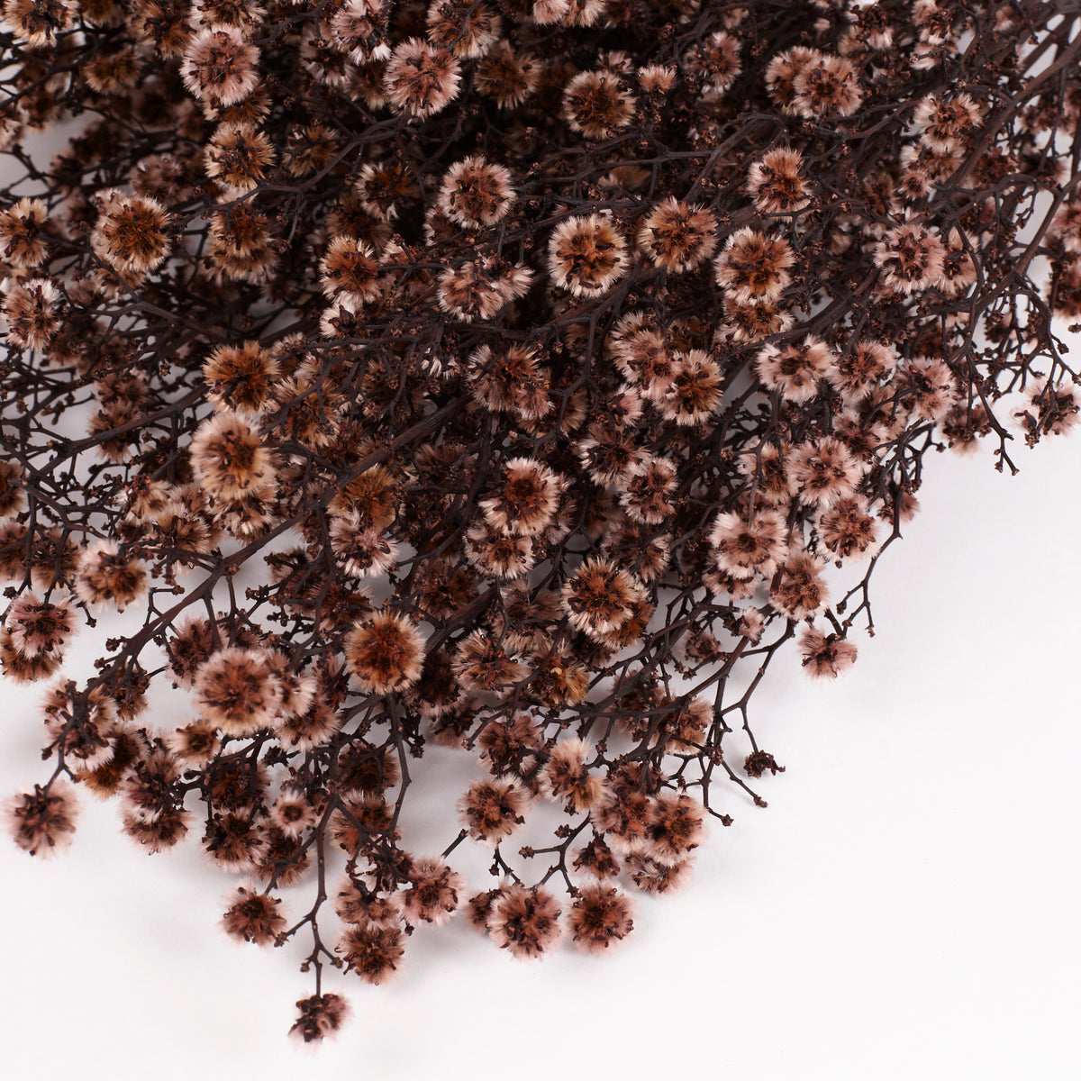Stirlingia latifolia, Antique Pink, Bunch