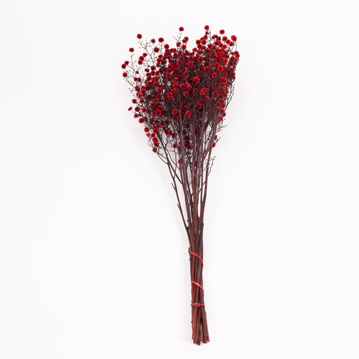 Stirlingia latifolia, Xmas Red, Bunch