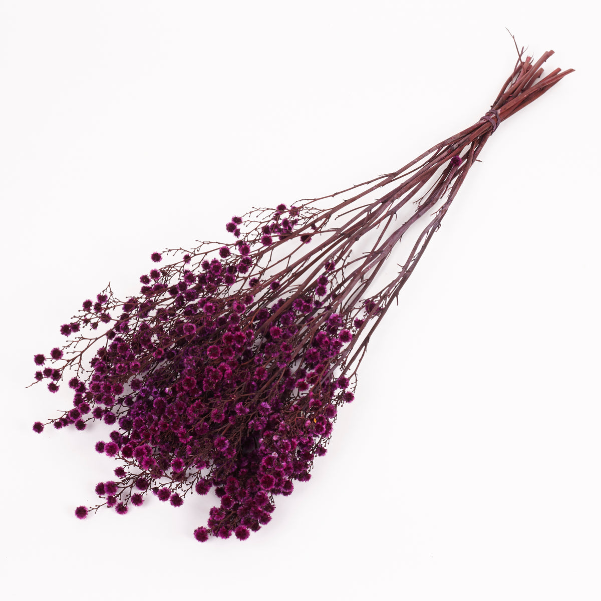 Stirlingia latifolia, Fuchsia, Bunch