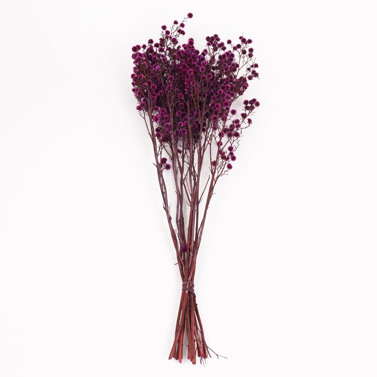 Stirlingia latifolia, Fuchsia, Bunch