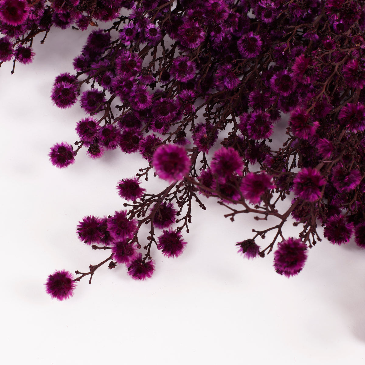 Stirlingia latifolia, Fuchsia, Bunch