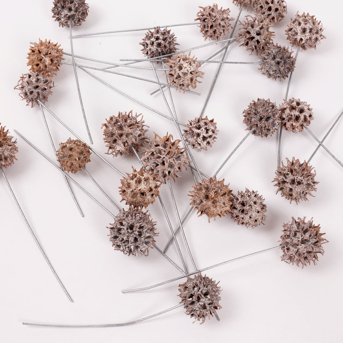 Sweetgum Pods, Whitewashed, on Wire, Pack x 25