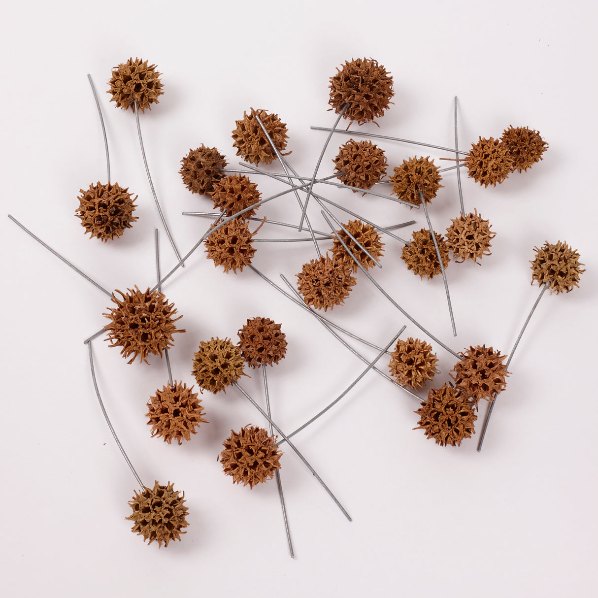 Sweetgum Pods, Natural, on Wire, Pack x 25