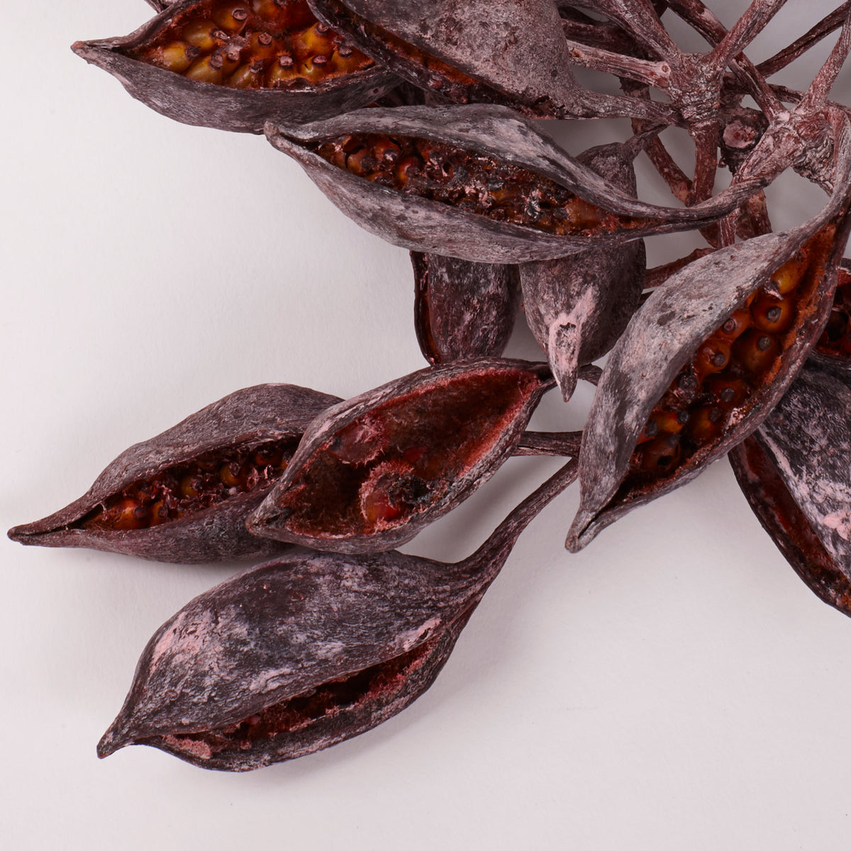 Brachychiton Pods, Orange with Frost, Pack x 100g