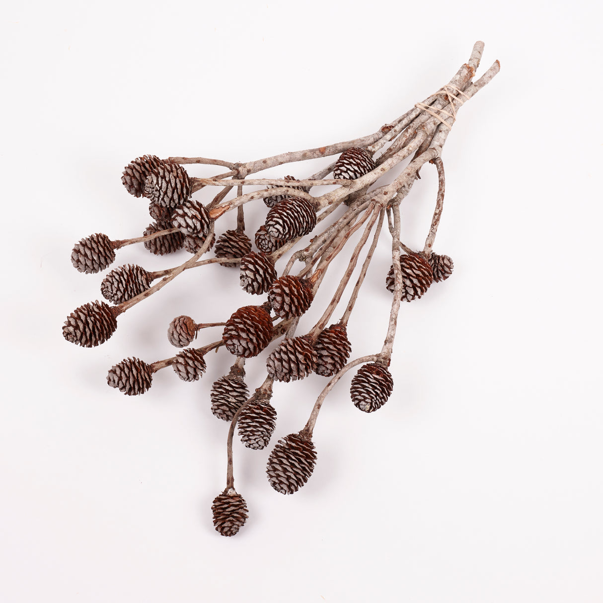 Murii Branches, Natural & Dried, 5-7 Cones, Bunch x 5