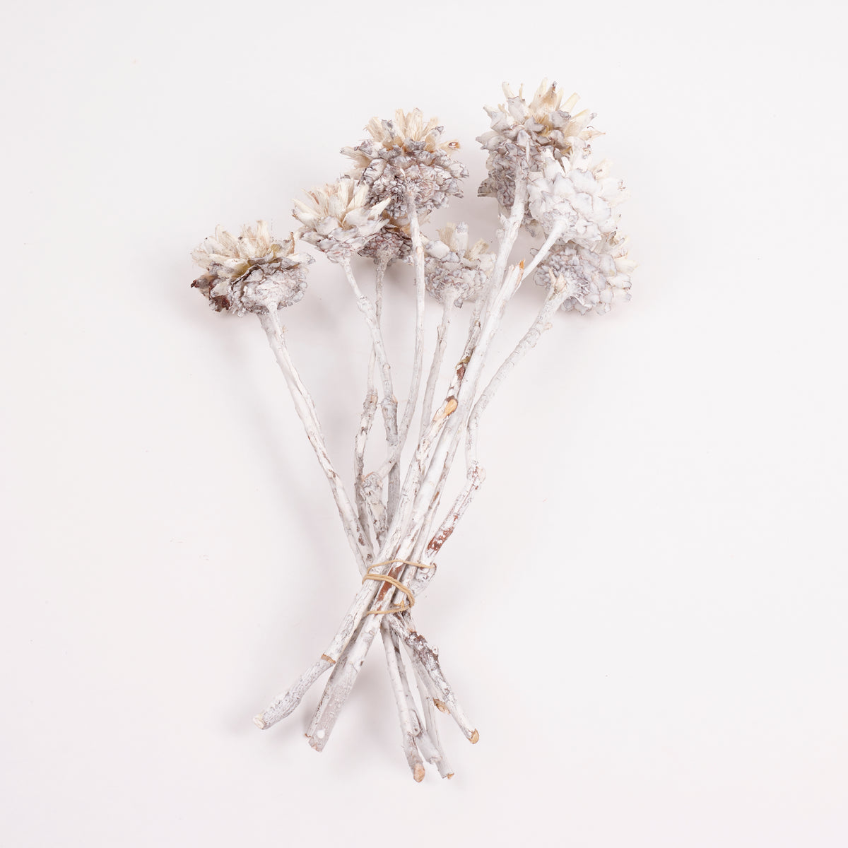 Leucadendron Plumosum Flower, Whitewashed, Bunch x 10