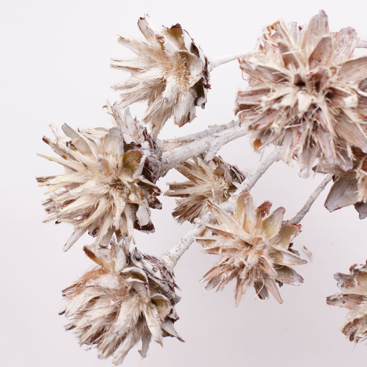 Leucadendron Plumosum Flower, Whitewashed, Bunch x 10