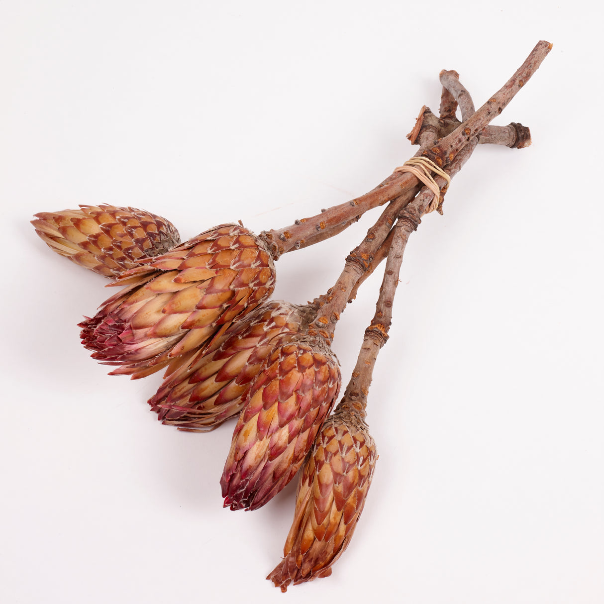Protea Obtusifolia, Natural, Bunch of 5