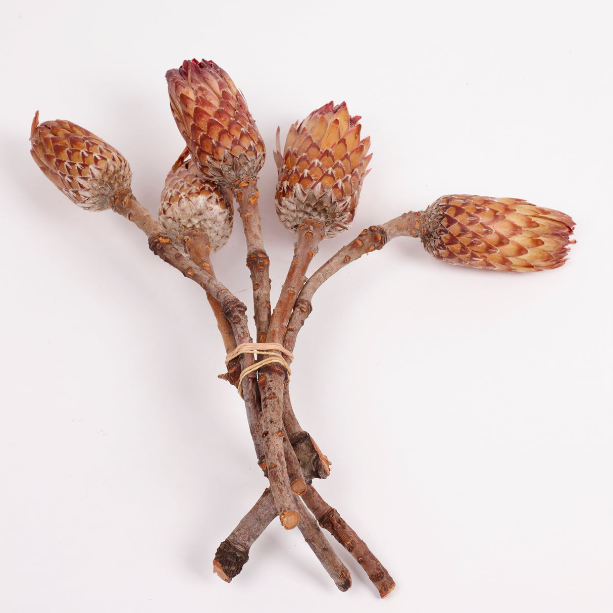 Protea Obtusifolia, Natural, Bunch of 5
