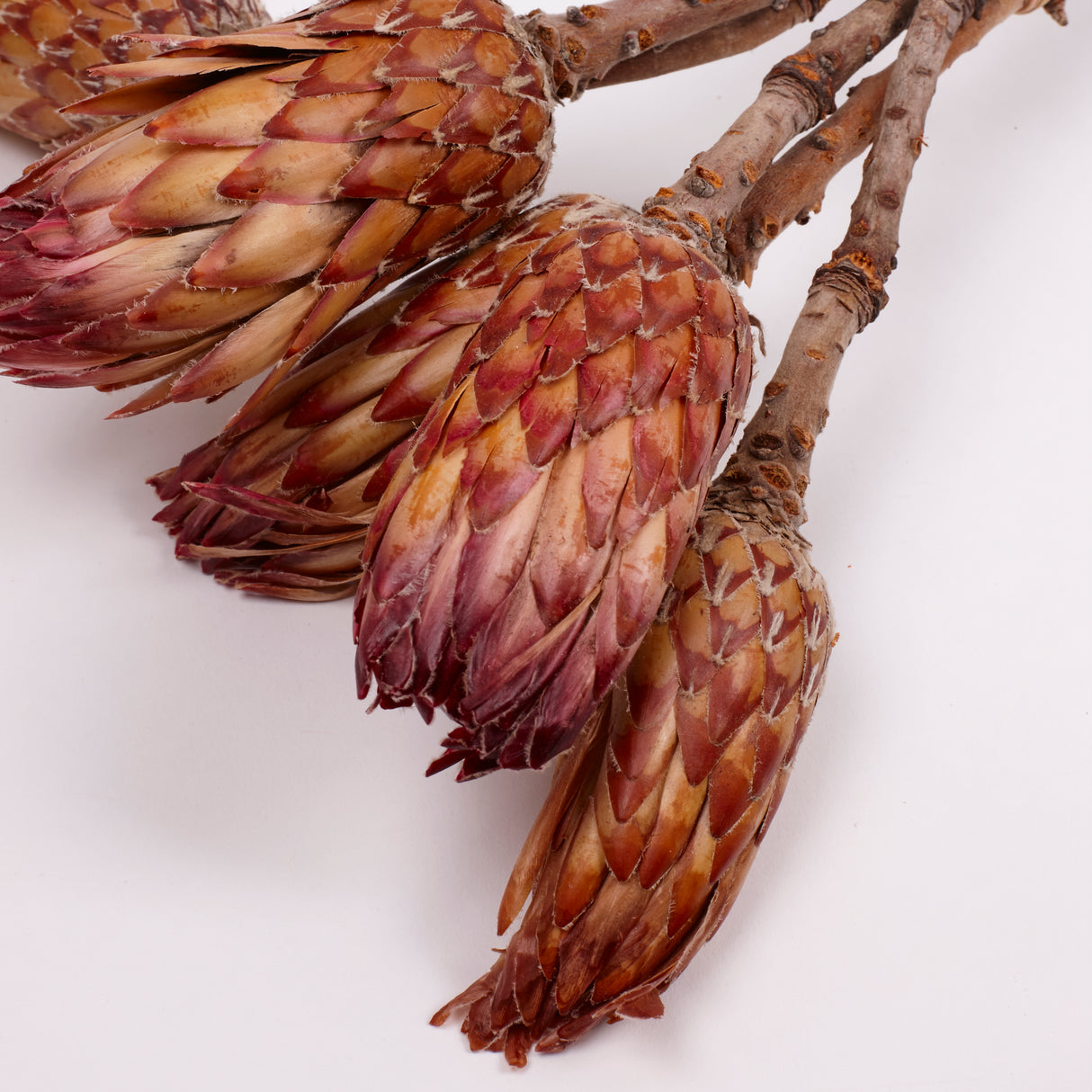 Protea Obtusifolia, Natural, Bunch of 5