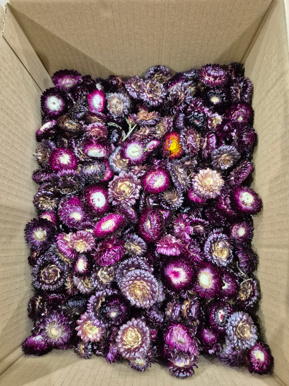 Helichrysum Heads, Dried, Natural Purple, per 1KG