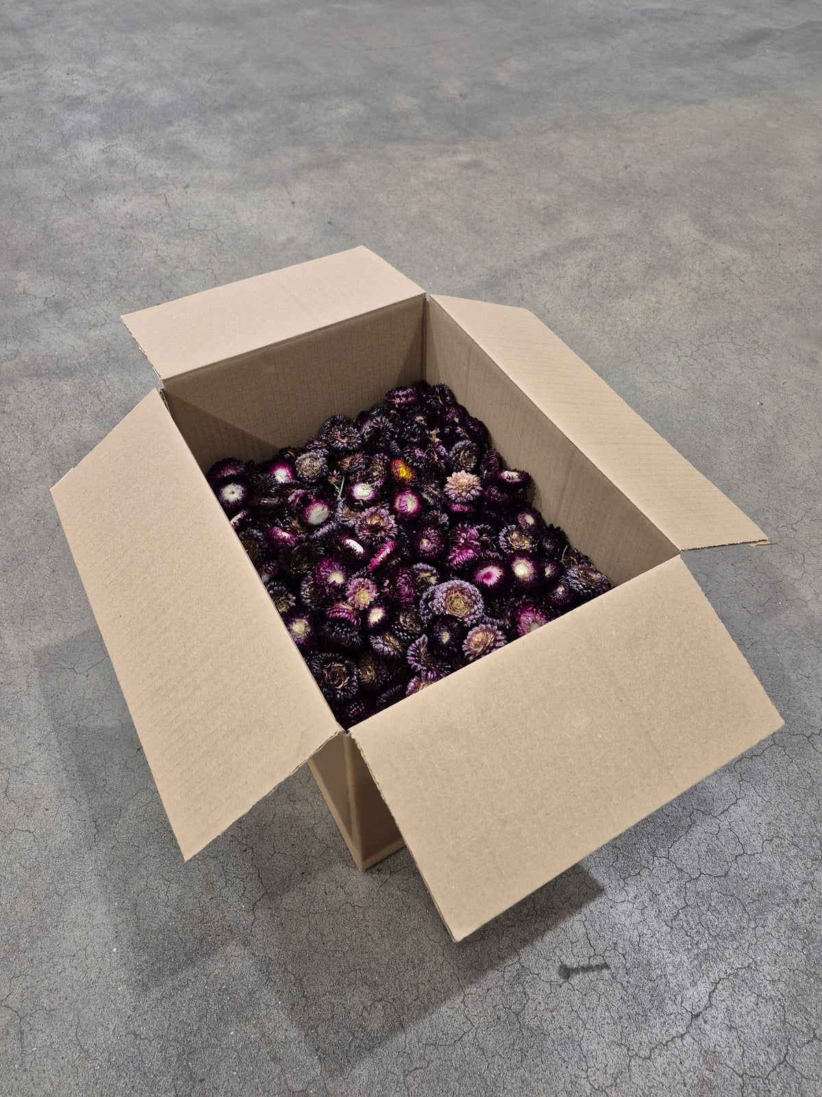 Helichrysum Heads, Dried, Natural Purple, per 1KG