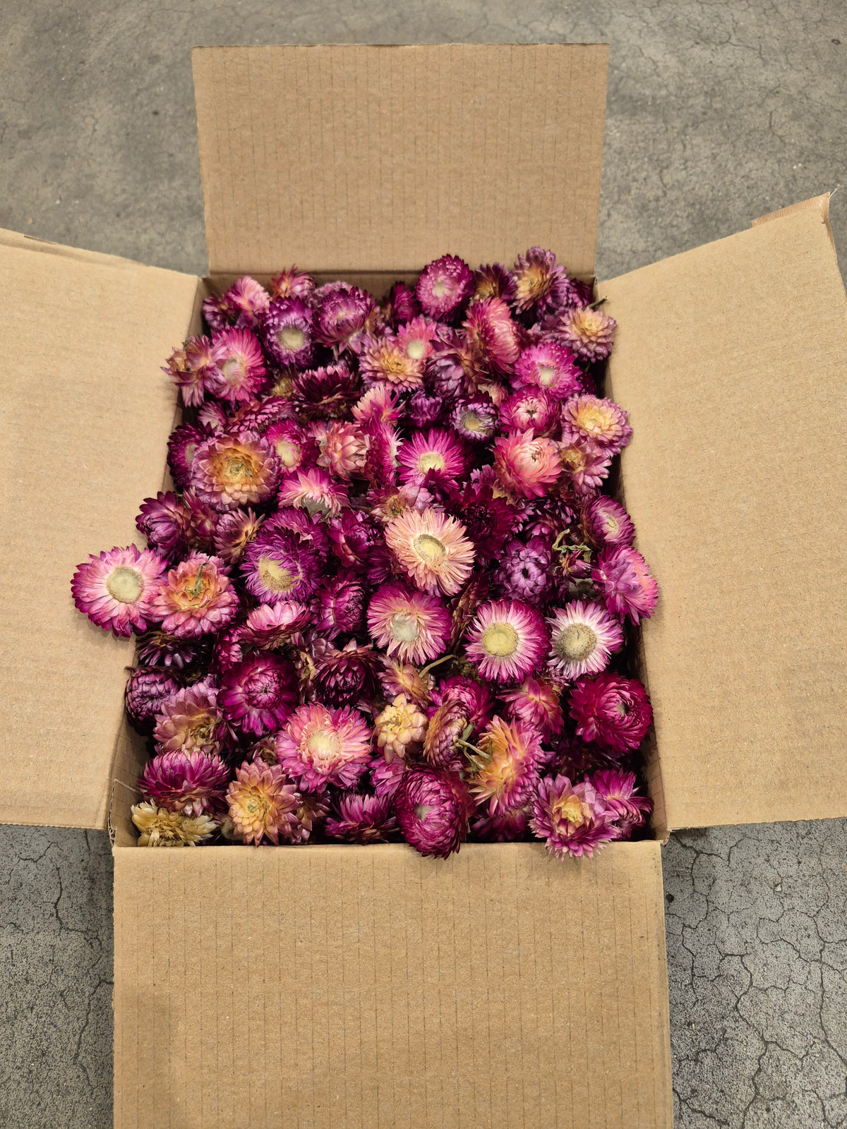 Helichrysum Heads, Dried, Natural Dark Pink, 200g