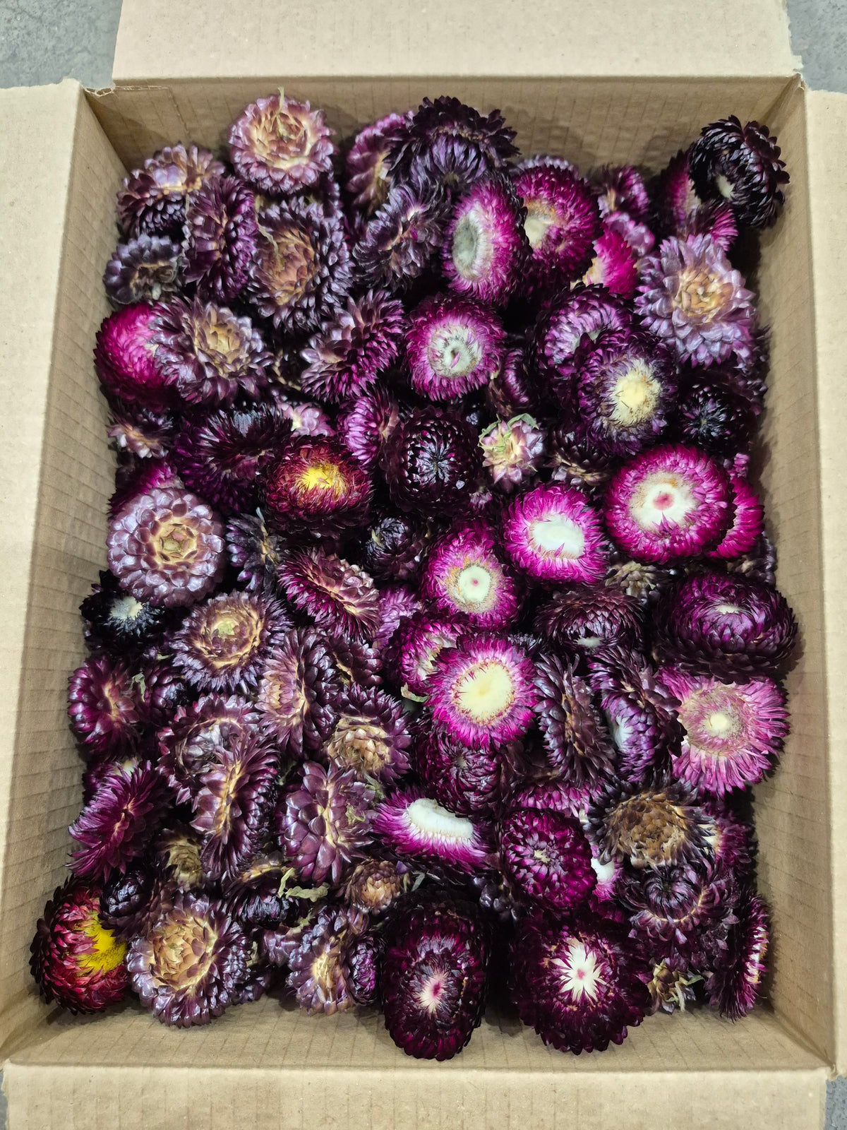 Helichrysum Heads, Dried, Natural Dark Purple, 200g