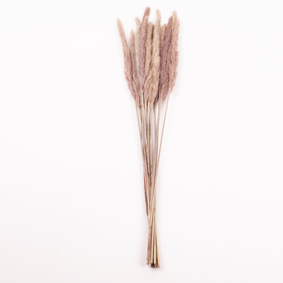 Reed Grass, Dried, Natural Brown, 15 Stem Bunch