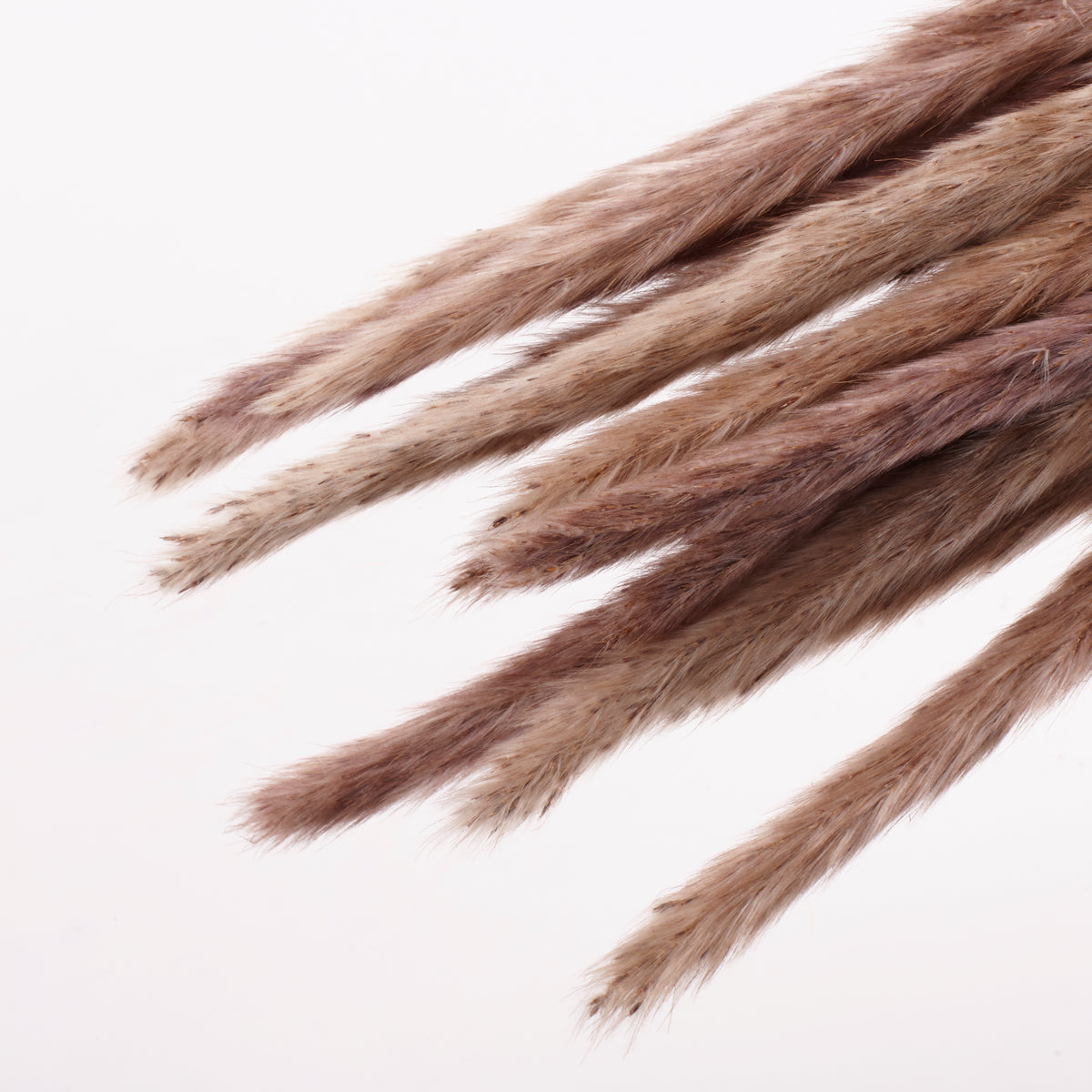 Reed Grass, Dried, Natural Brown, 15 Stem Bunch