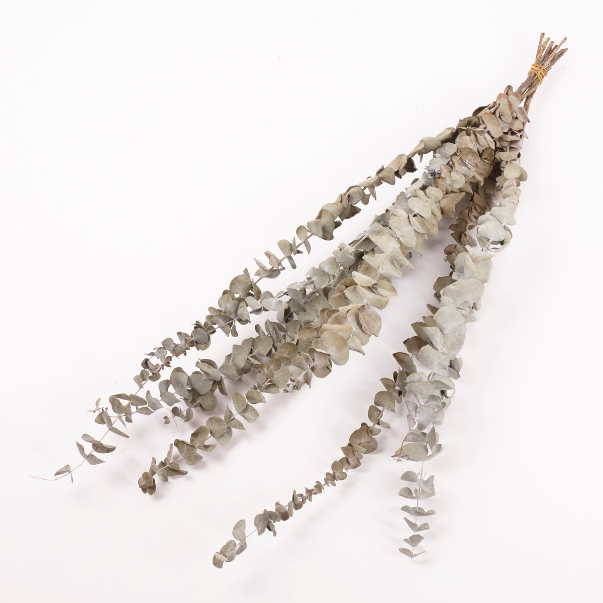 Eucalyptus, Dried, Natural Green, 10 Stem Bunch