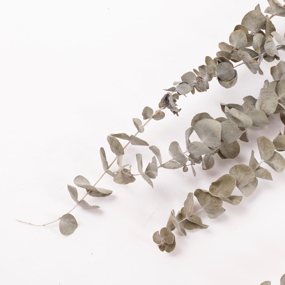 Eucalyptus, Dried, Natural Green, 10 Stem Bunch