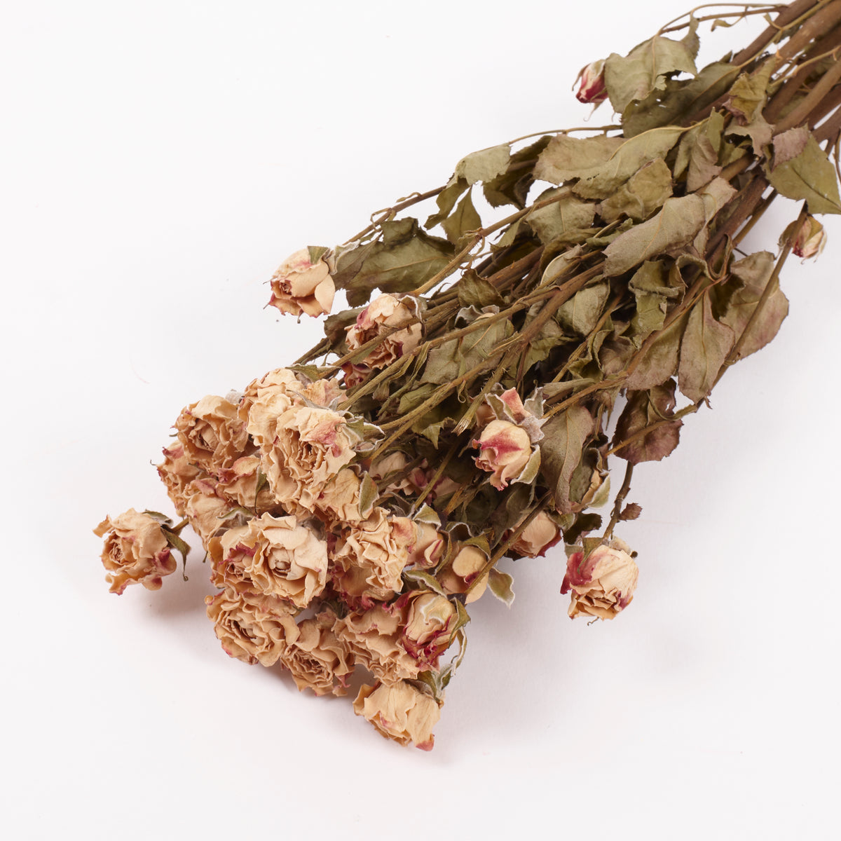 Roses, Spray, Dried, Natural Light Pink, x 8 stems