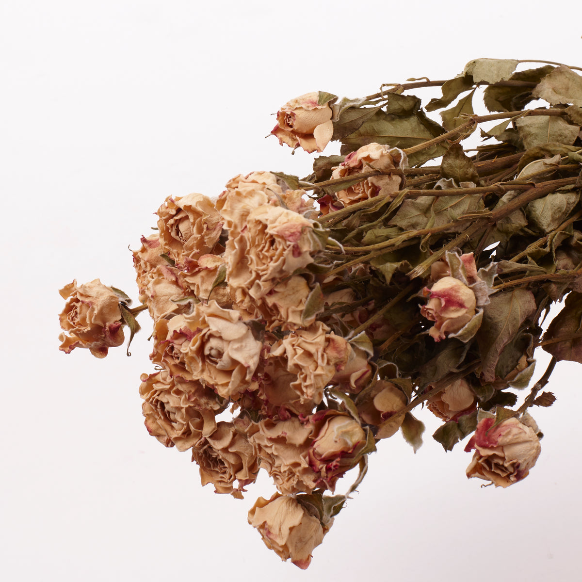 Roses, Spray, Dried, Natural Light Pink, x 8 stems