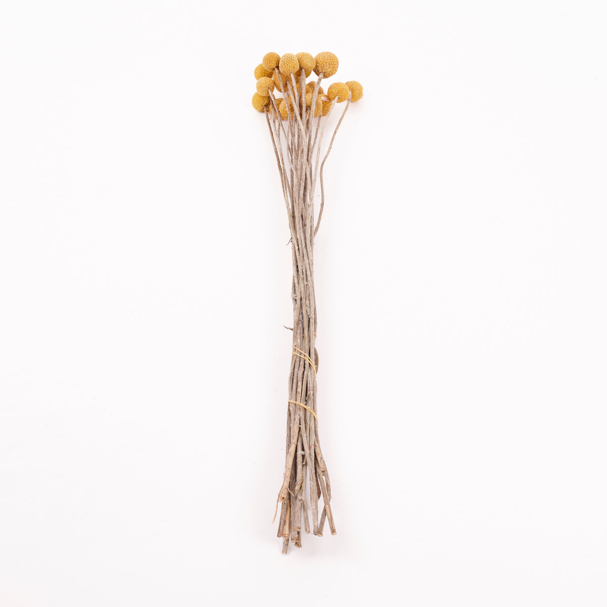 Craspedia (Billy Buttons), Natural Yellow, Bunch x 20