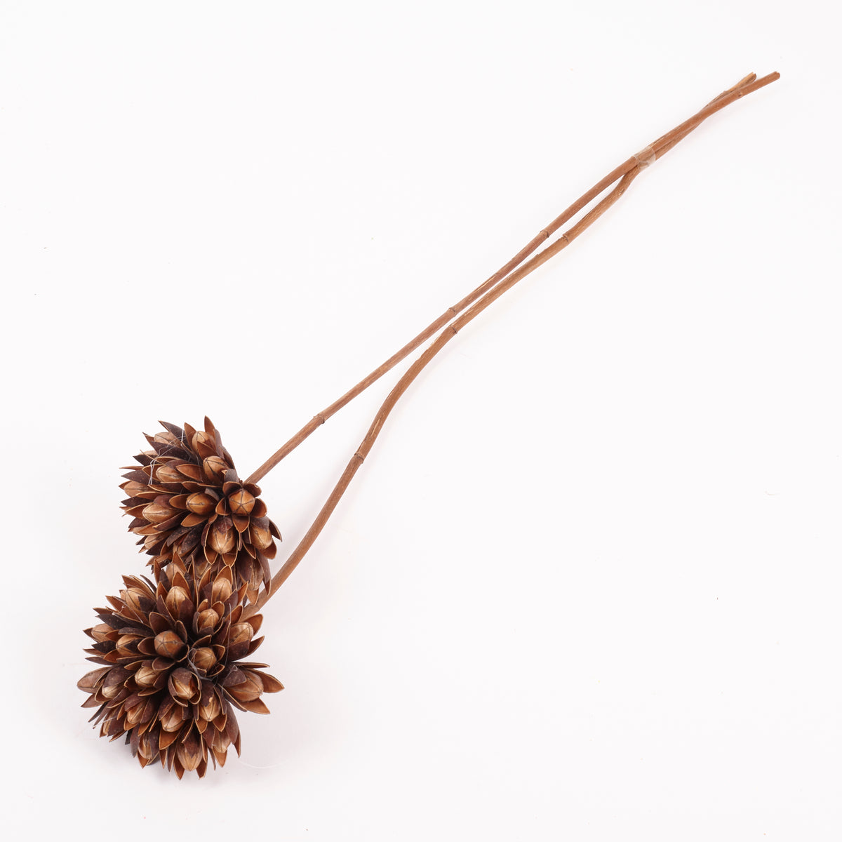 Magnolia Ball, Natural Brown, Bunch x 2 Stems