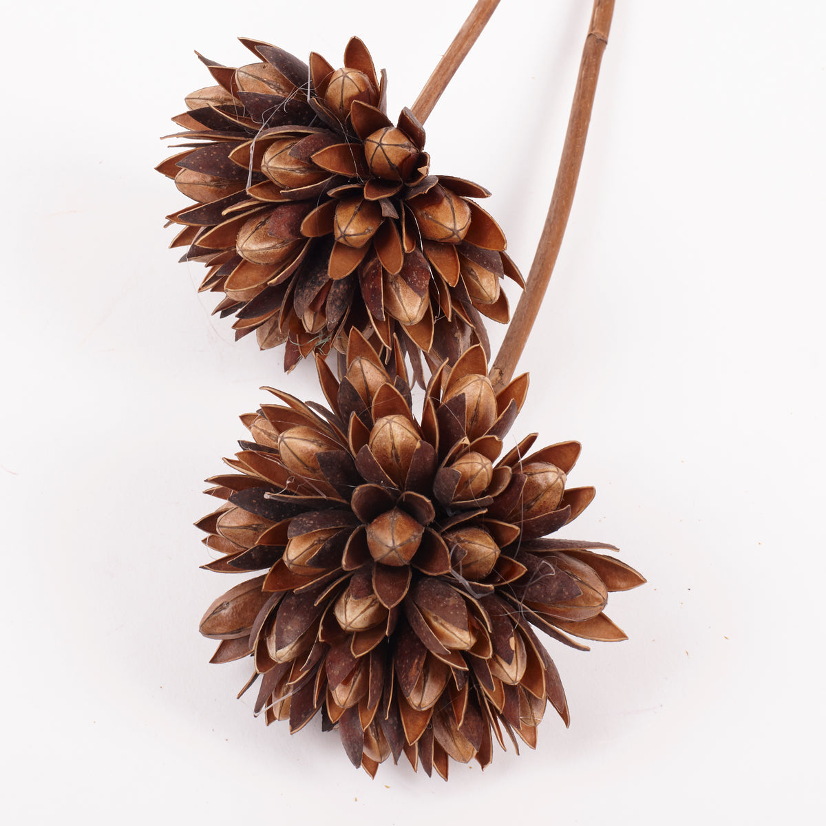 Magnolia Ball, Natural Brown, Bunch x 2 Stems