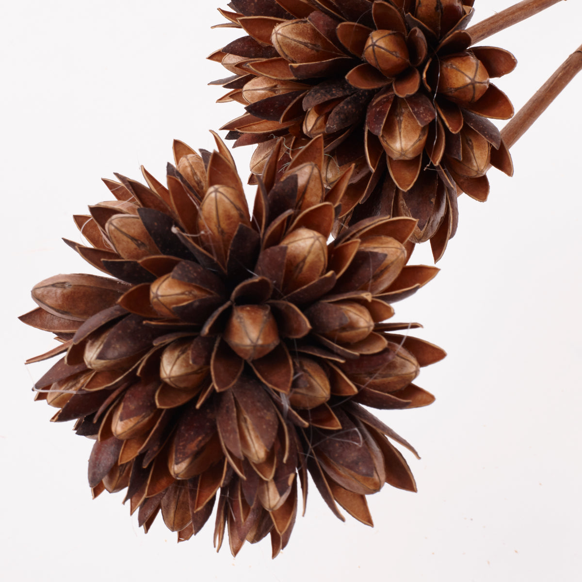 Magnolia Ball, Natural Brown, Bunch x 2 Stems