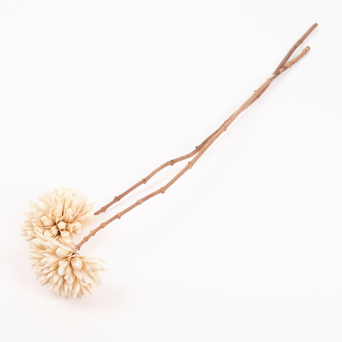 Magnolia Ball, White, Bunch x 2 Stems