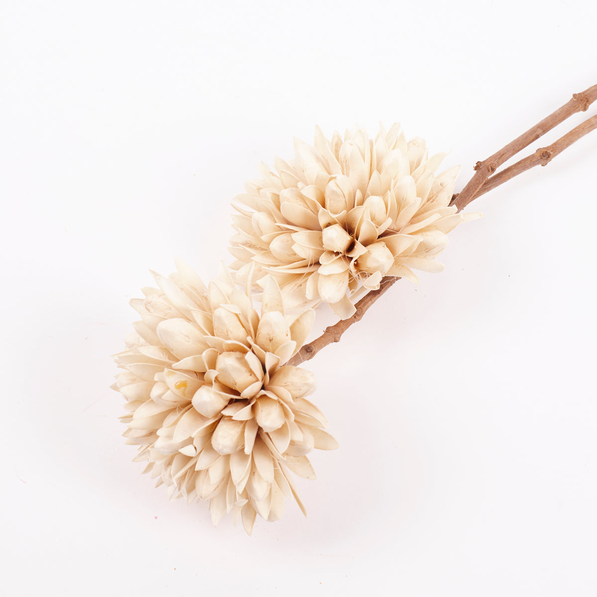Magnolia Ball, White, Bunch x 2 Stems