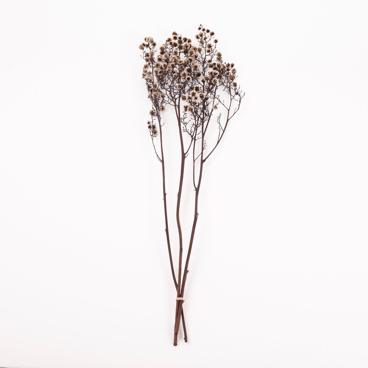 Stirlingia (tigers eyes), Preserved, White, Bunch x 100g