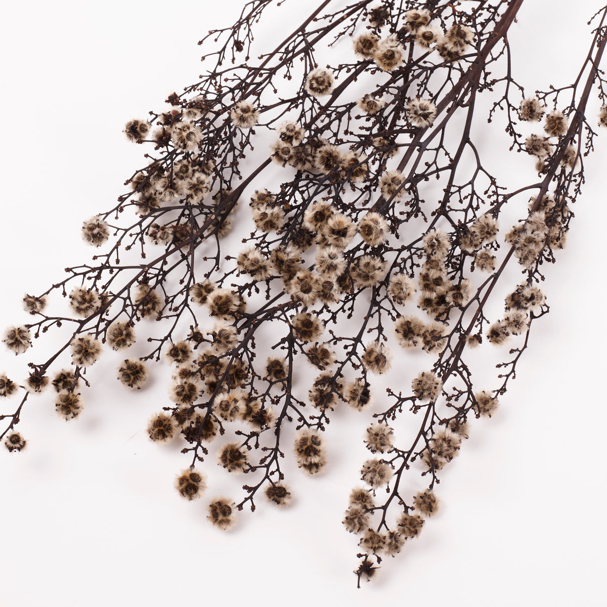 Stirlingia (tigers eyes), Preserved, White, Bunch x 100g