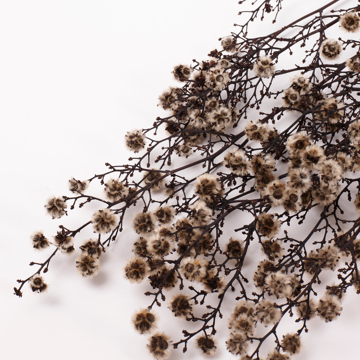 Stirlingia (tigers eyes), Preserved, White, Bunch x 100g