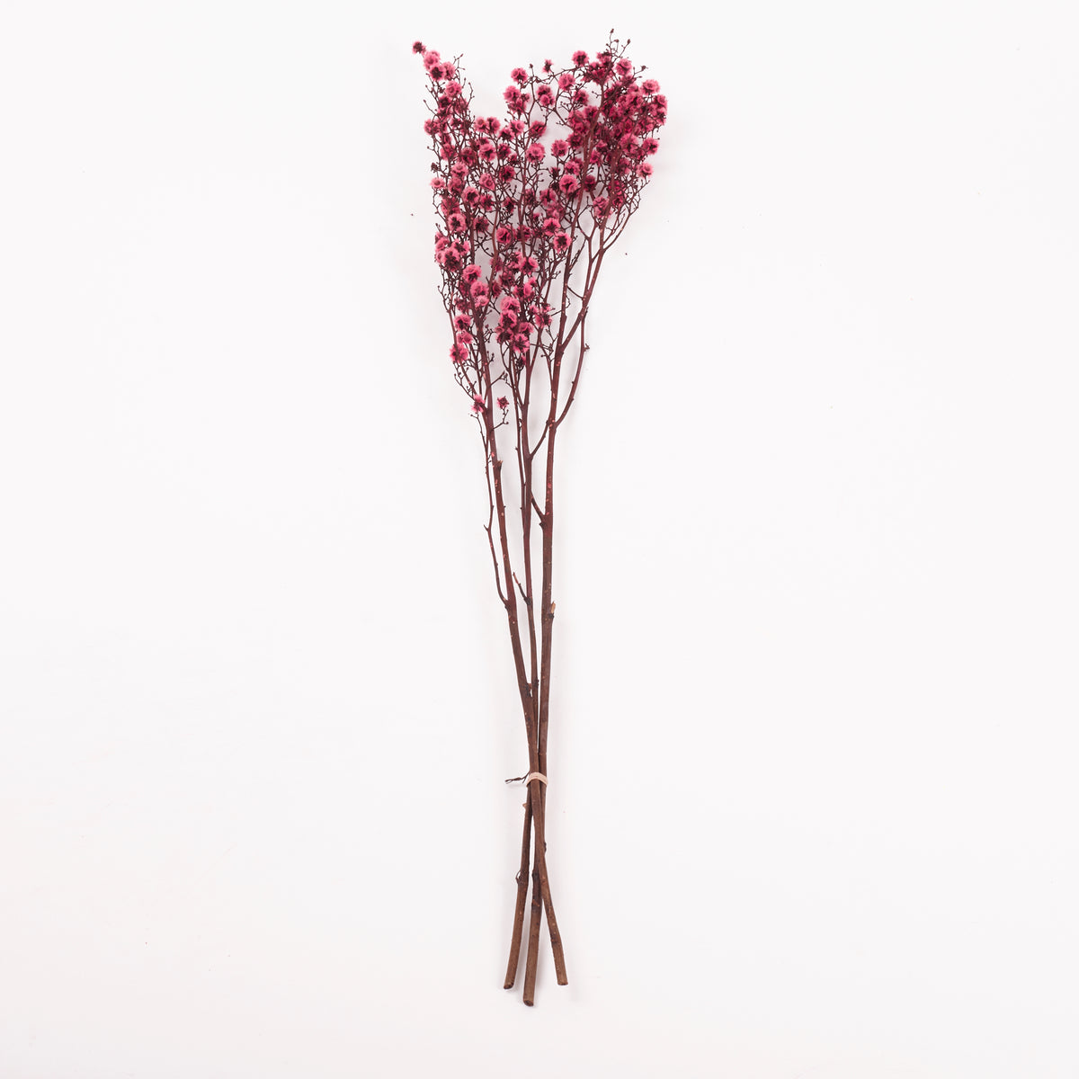 Stirlingia (tigers eyes), Preserved, Pink, Bunch x 100g