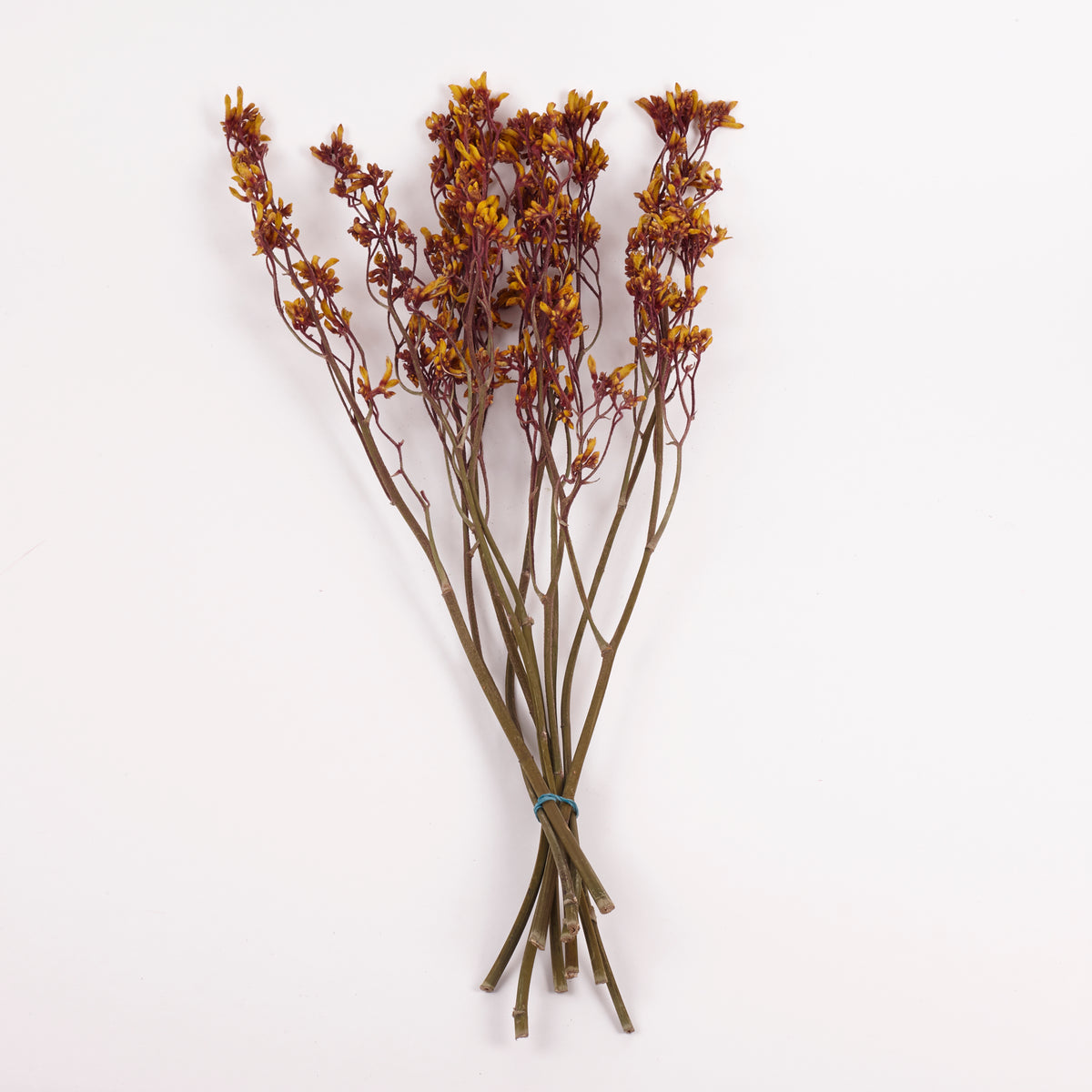 Anigozanthos (Kangaroo Paw), Natural Orange, Bunch