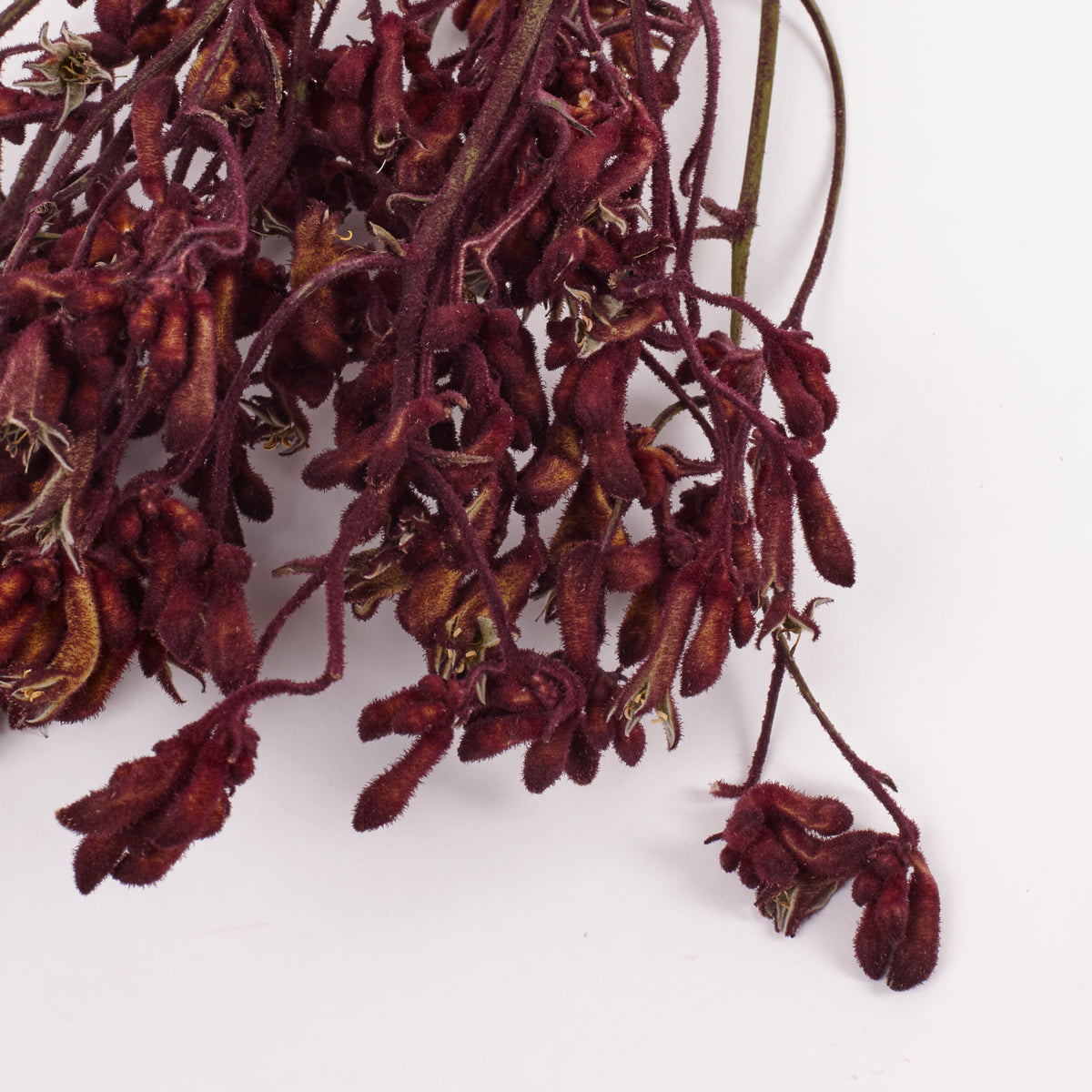 Anigozanthos (Kangaroo Paw), Natural Purple, Bunch