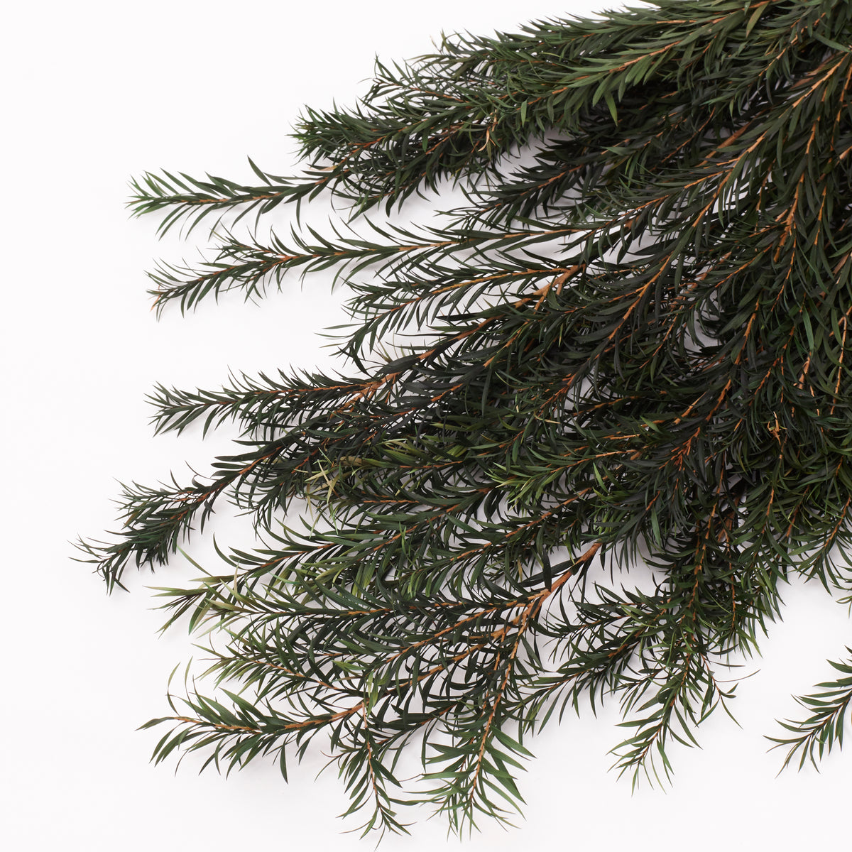 Melaleuca bractata, Preserved, Green, 100g Bunch
