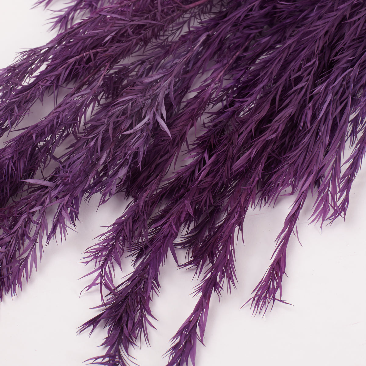 Melaleuca bractata, Preserved, Purple, 100g Bunch