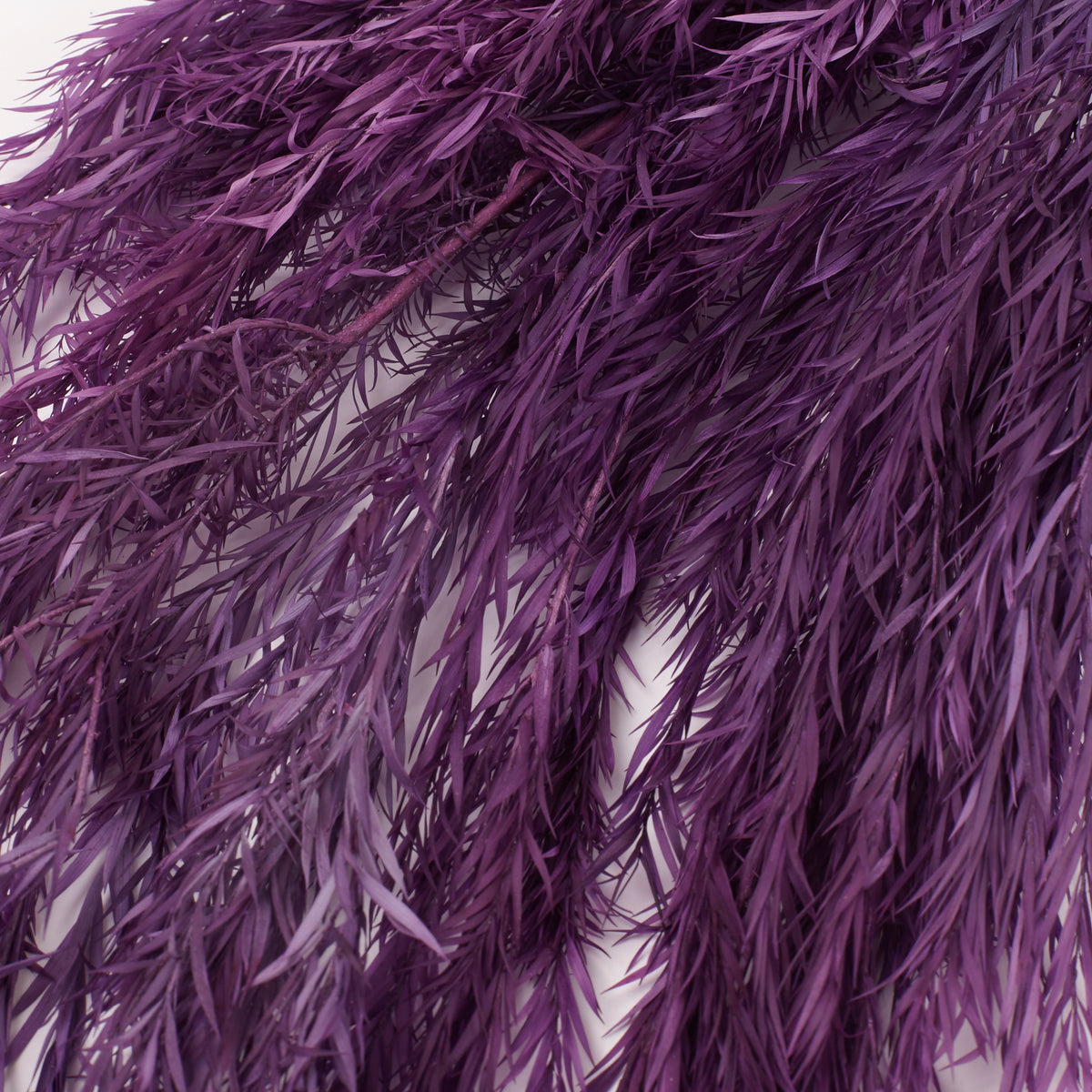 Melaleuca bractata, Preserved, Purple, 100g Bunch
