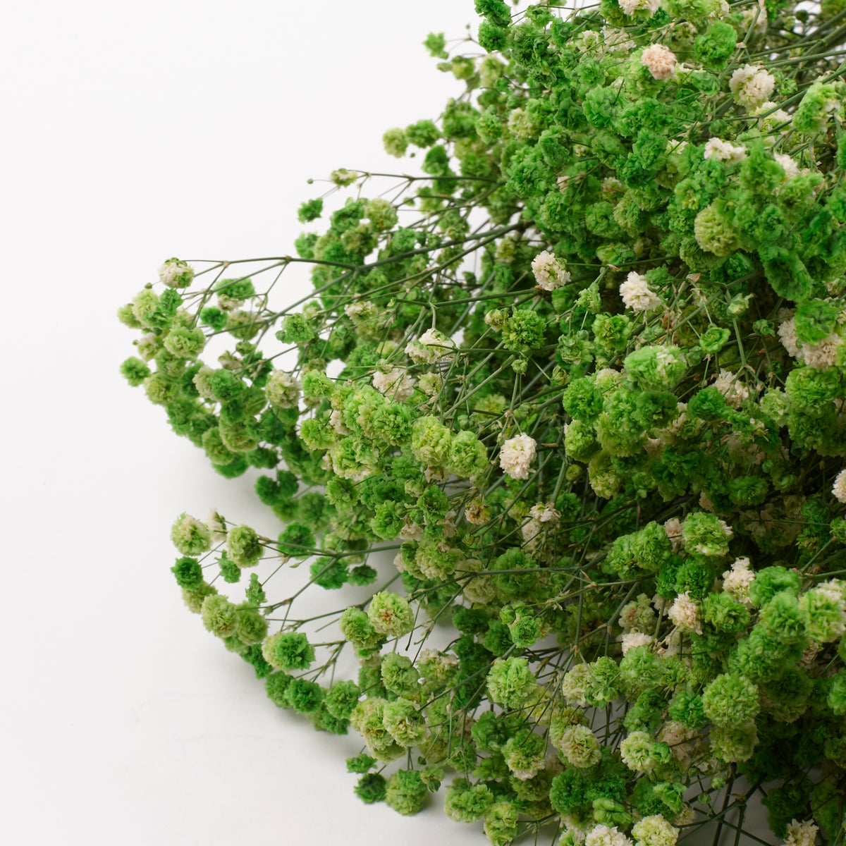 Gypsophila, Preserved, Green, 100g