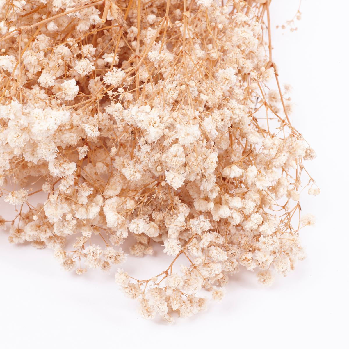 Gypsophila, Preserved, White, 100g