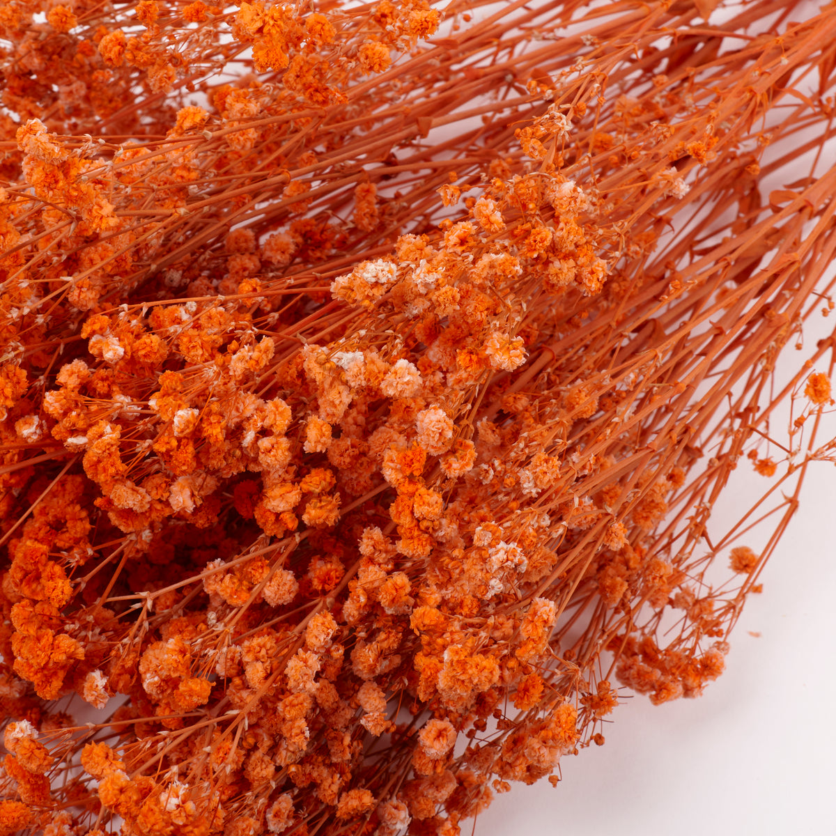 Gypsophila, Preserved, Orange, 100g