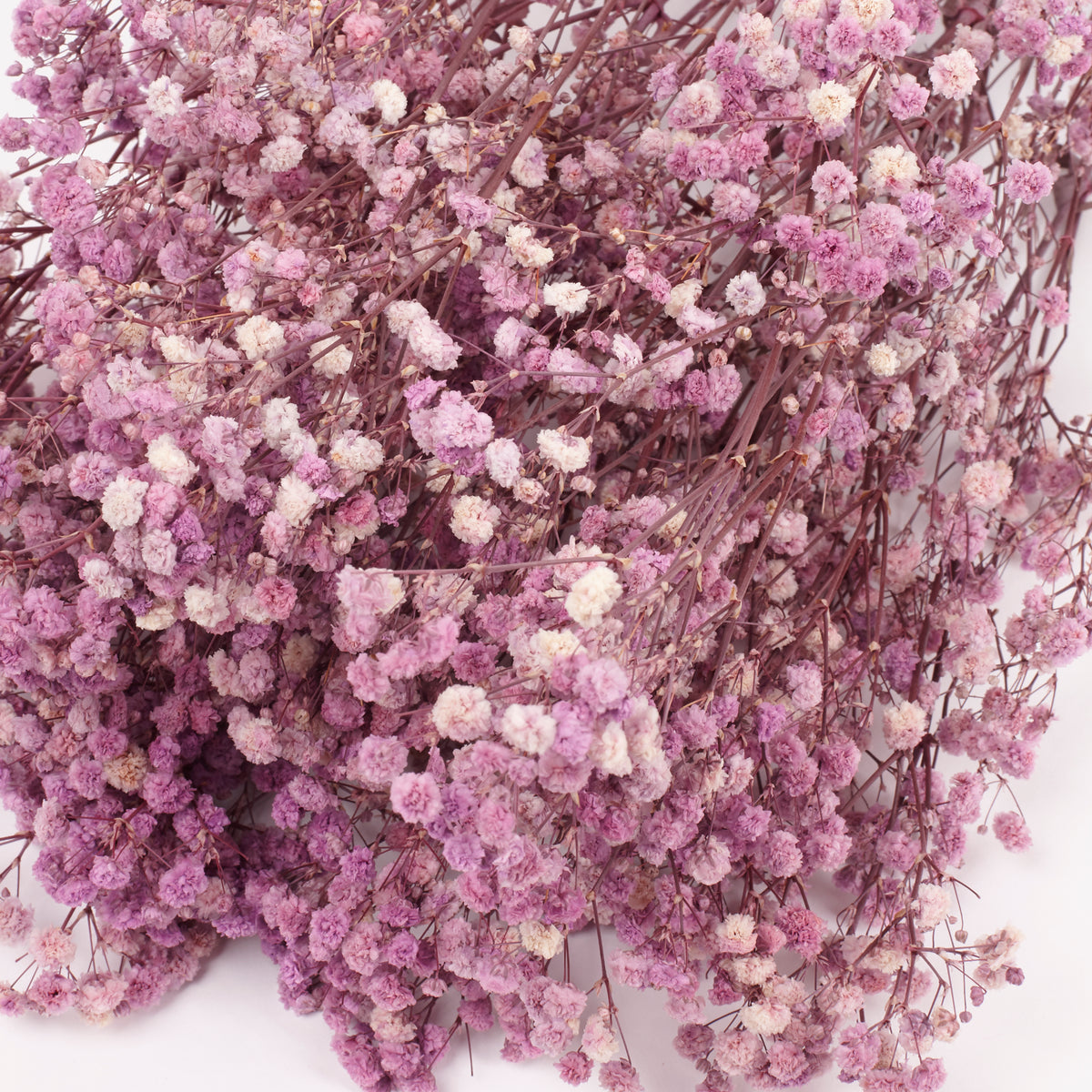 Gypsophila, Preserved, Purple, 100g