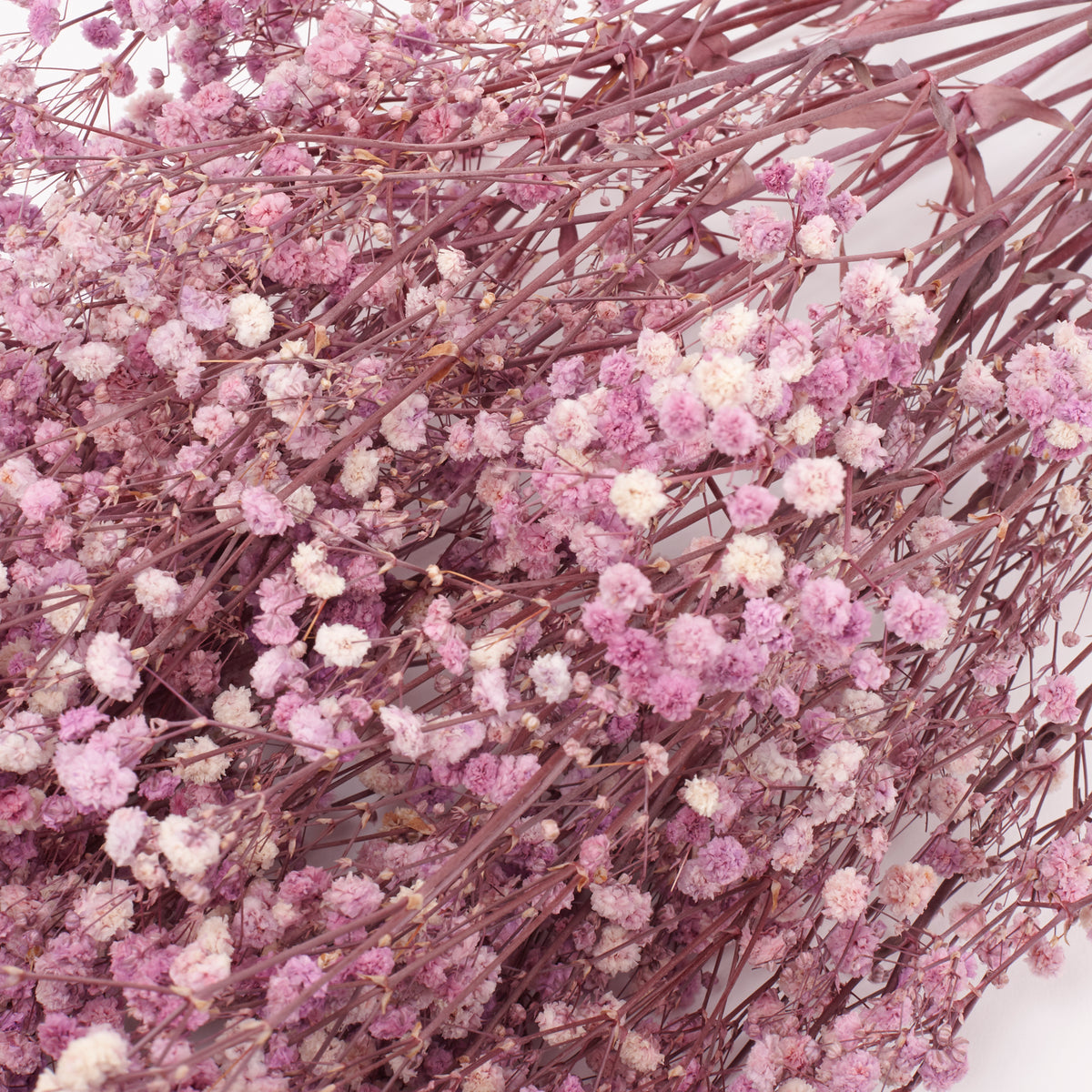 Gypsophila, Preserved, Purple, 100g